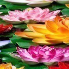 Download live wallpaper Lotus by Latest Live Wallpapers for free and Cute profile for Android phones and tablets .