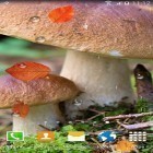 Download live wallpaper Mushrooms by BlackBird Wallpapers for free and Snow winter for Android phones and tablets .