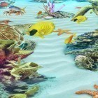 Download live wallpaper Ocean Aquarium 3D: Turtle Isles for free and Starry background for Android phones and tablets .