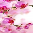 Download live wallpaper Orchid by Creative Factory Wallpapers for free and Eyes lion for Android phones and tablets .