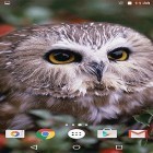Download live wallpaper Owl by MISVI Apps for Your Phone for free and High Mountains for Android phones and tablets .