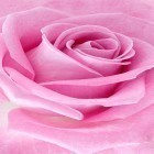 Download live wallpaper Pink rose for free and Pink by Niceforapps for Android phones and tablets .