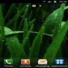 Download live wallpaper Rain for free and White flowers for Android phones and tablets .