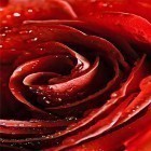 Download live wallpaper Red rose by HQ Awesome Live Wallpaper for free and Weather by SkySky for Android phones and tablets .