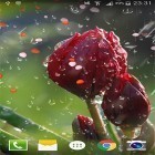 Download live wallpaper Rose: Raindrop for free and Fantasy by Free wallpapers and backgrounds for Android phones and tablets .