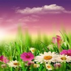 Download live wallpaper Spring by HQ Awesome Live Wallpaper for free and Ladybugs by 3D HD Moving Live Wallpapers Magic Touch Clocks for Android phones and tablets .
