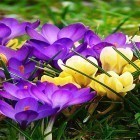 Download live wallpaper Spring crocus for free and Galaxy parallax 3D for Android phones and tablets .