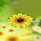 Download live wallpaper Sunflower clock for free and Cartoon city for Android phones and tablets .