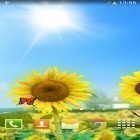 Download live wallpaper Sunflowers for free and Butterfly by Free Wallpapers and Backgrounds for Android phones and tablets .