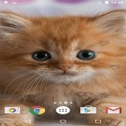 Download live wallpaper Сute kittens for free and Black Clock for Android phones and tablets .