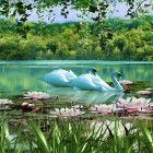 Download live wallpaper Swans and lilies for free and Fountain 3D for Android phones and tablets .