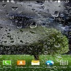 Download live wallpaper Thunderstorm by BlackBird Wallpapers for free and Halloween HD for Android phones and tablets .