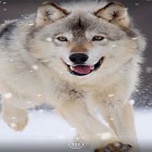 Download live wallpaper Wolf by orchid for free and Crazy boppers for Android phones and tablets .