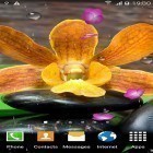 Download live wallpaper Zen garden by BlackBird Wallpapers for free and Thunderstorm by Creative Factory Wallpapers for Android phones and tablets .