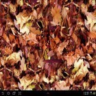 Download live wallpaper Autumn leaves 3D for free and Jellyfishes for Android phones and tablets .