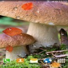 Download live wallpaper Autumn mushrooms for free and Fairy house for Android phones and tablets .