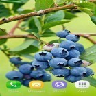 Download live wallpaper Berries for free and Sunflowers for Android phones and tablets .