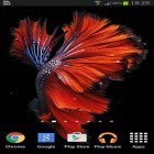 Download live wallpaper Betta fish for free and Lotus by Venkateshwara apps for Android phones and tablets .