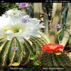Download live wallpaper Cactus flowers for free and Cute wallpaper. Bokeh hearts for Android phones and tablets .