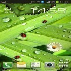 Download live wallpaper Camomiles and ladybugs for free and Forest HD for Android phones and tablets .