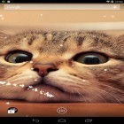 Download live wallpaper Cat for free and UR: 3D love heart for Android phones and tablets .
