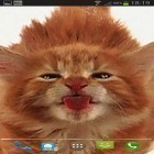 Download live wallpaper Cat licks for free and Gold theme for Samsung Galaxy S8 Plus for Android phones and tablets .