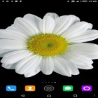 Download live wallpaper Chamomile for free and Blue love for Android phones and tablets .