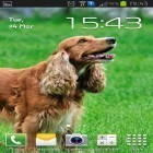 Download live wallpaper Cocker spaniel for free and Waterize for Android phones and tablets .