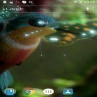 Besides Colibri by Joseires live wallpapers for Android, download other free live wallpapers for HTC Explorer.