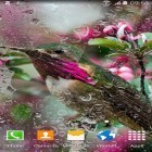 Download live wallpaper Colibries for free and Lightning storm 3D for Android phones and tablets .