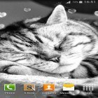 Download live wallpaper Cute cats for free and Sharks 3D by BlackBird Wallpapers for Android phones and tablets .