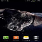Download live wallpaper Cute dogs for free and Cute by EvlcmApp for Android phones and tablets .