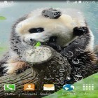 Download live wallpaper Cute panda for free and Equalizer 3D for Android phones and tablets .