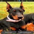 Download live wallpaper Doberman for free and Cocktail for Android phones and tablets .
