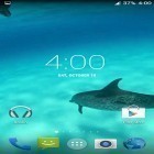 Download live wallpaper Dolphins HD for free and Beautiful music visualizer for Android phones and tablets .