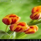 Download live wallpaper Drops on tulips for free and Sea world by orchid for Android phones and tablets .