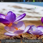 Download live wallpaper Early spring: Nature for free and Energy beams for Android phones and tablets .
