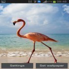 Download live wallpaper Flamingo for free and Feather: Bubble for Android phones and tablets .