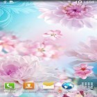 Download live wallpaper Flowers by Live wallpapers 3D for free and Scottish fold cat for Android phones and tablets .