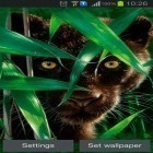 Download live wallpaper Forest panther for free and Summer Flowers by Dynamic Live Wallpapers for Android phones and tablets .
