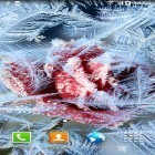 Download live wallpaper Frozen flowers for free and Photo aquarium for Android phones and tablets .
