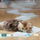 Download live wallpaper Funny animal for free and Crystals for Android phones and tablets .