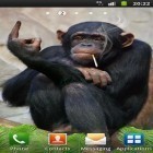 Download live wallpaper Funny monkey for free and Village for Android phones and tablets .