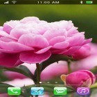 Download live wallpaper Garden peonies for free and Love: Clock for Android phones and tablets .