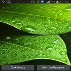 Download live wallpaper Green leaves for free and Halloween: Moving world for Android phones and tablets .