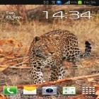 Download live wallpaper Leopard for free and City rain for Android phones and tablets .