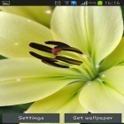 Download live wallpaper Lily for free and Flowers by Memory lane for Android phones and tablets .