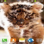 Download live wallpaper Little tiger for free and Spring flowers: Magic for Android phones and tablets .
