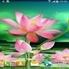 Download live wallpaper Lotus for free and Red rose by DynamicArt Creator for Android phones and tablets .