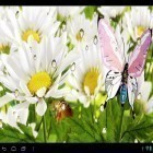 Download live wallpaper My flower for free and Flower 360 3D for Android phones and tablets .